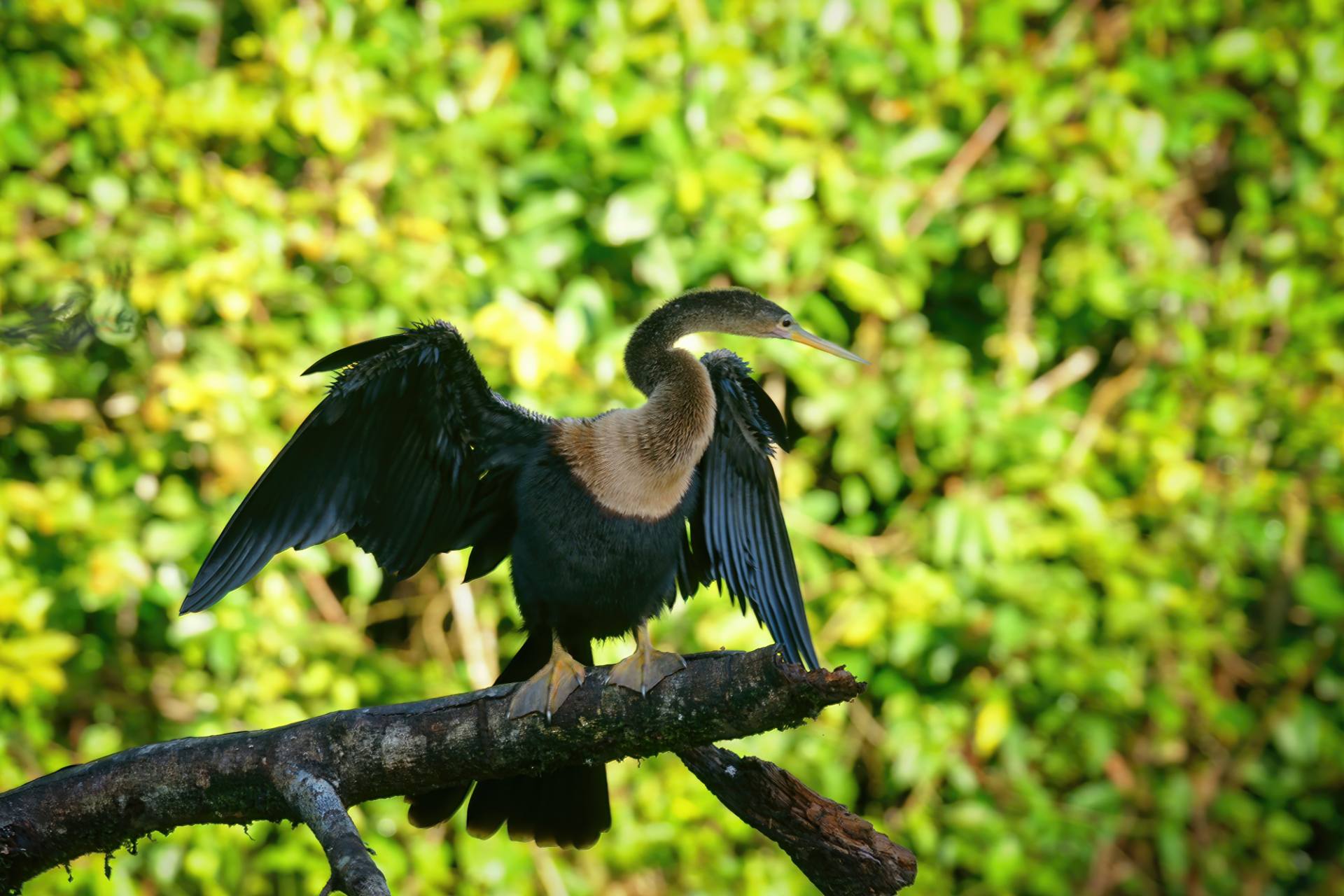 Amerikanische Schlangenhalsvogel (Anhinga anhinga)
